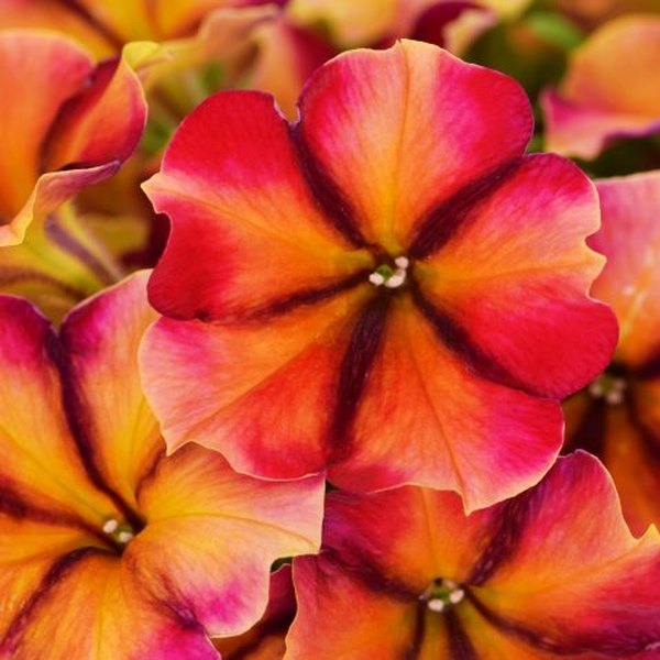 Tiki Torch Crazytunia Petunias