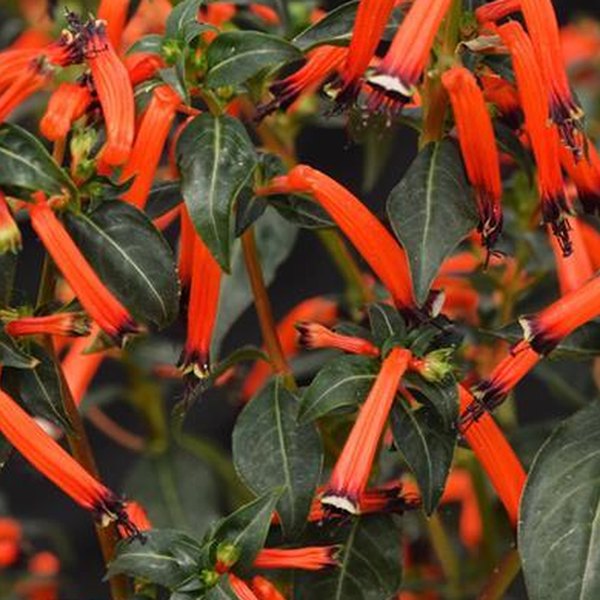Cherrybells Cuphea