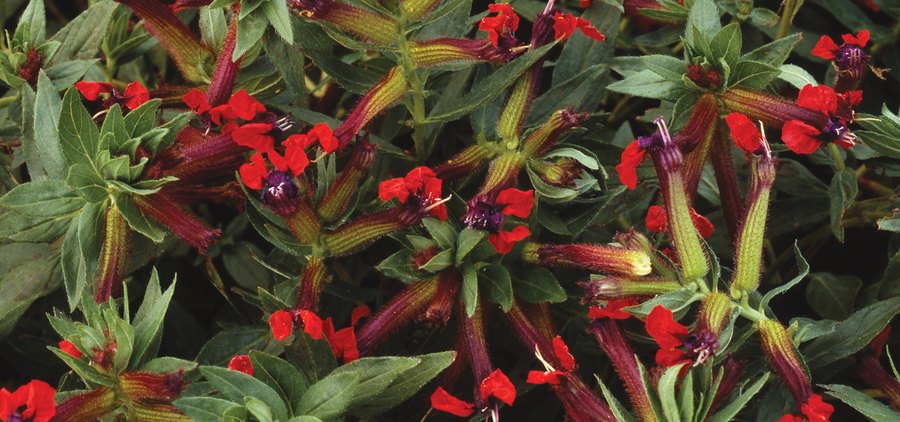 Crossandra and Cuphea