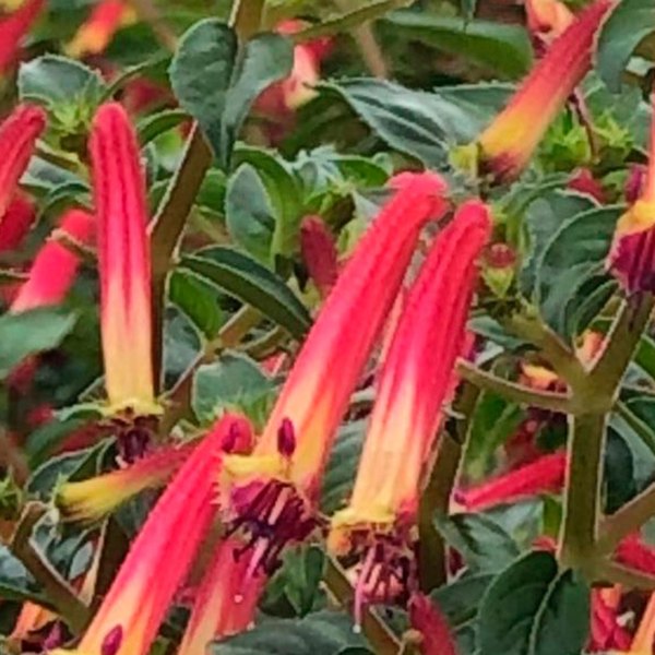 Hummingbird's Lunch Cuphea