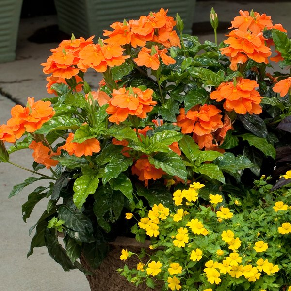 Crossandra and Cuphea
