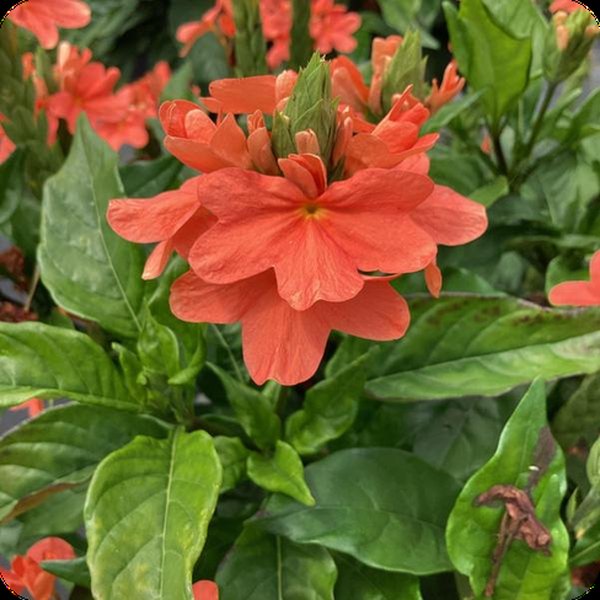 Watermelon Crossandra