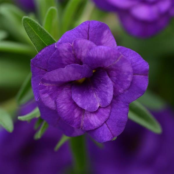 Double Calibrachoa