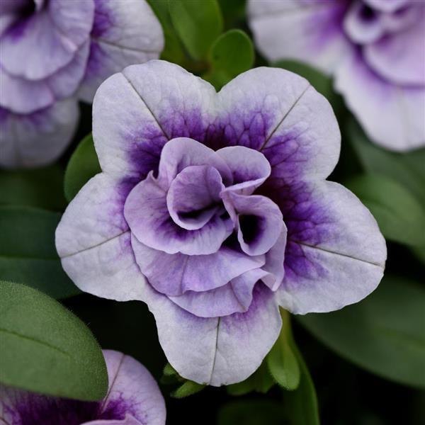 Plumtastic Double Calibrachoa