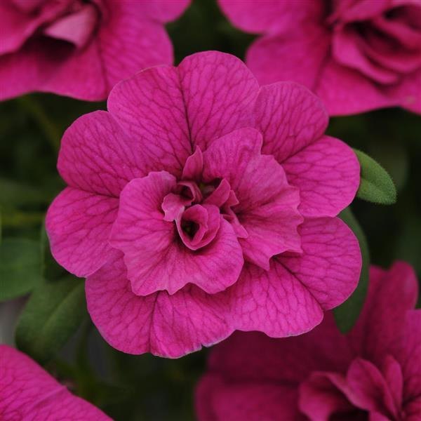 Purple Double Calibrachoa