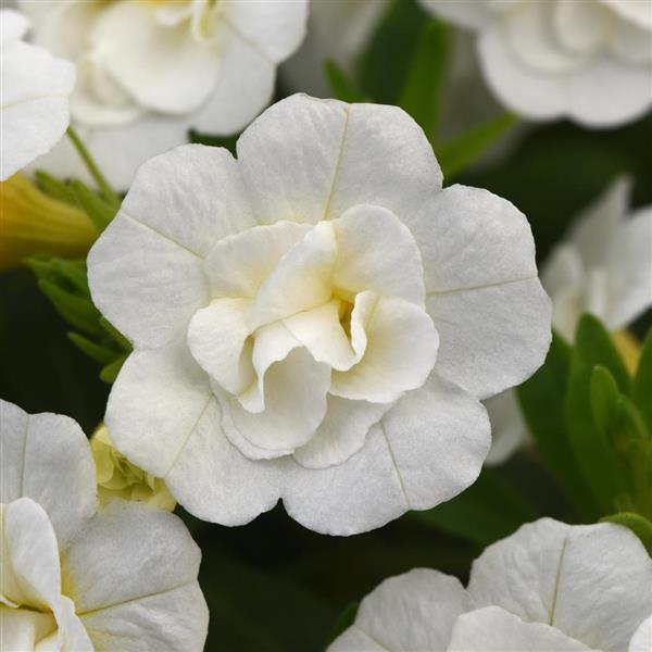 White Double Calibrachoa