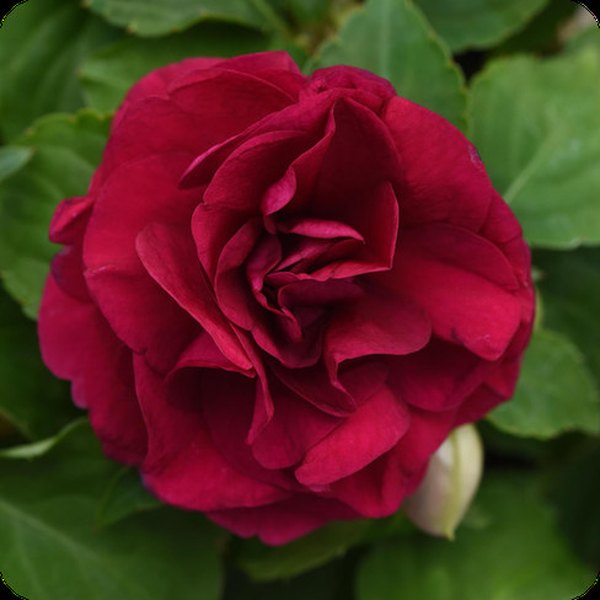 Burgundy Double Glimmer Impatiens