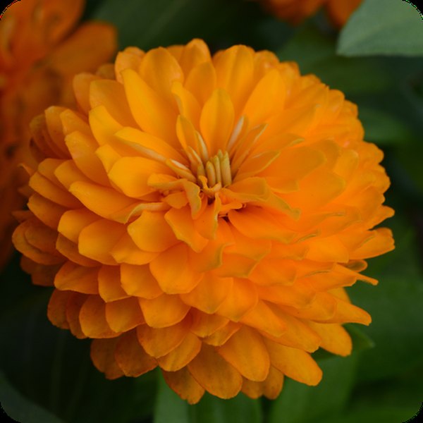 Double Zahara Zinnia