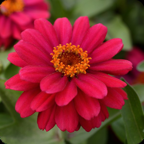 Cherry Double Zahara Zinnia