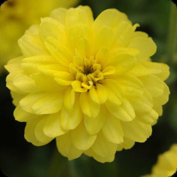 Yellow Double Zahara Zinnia