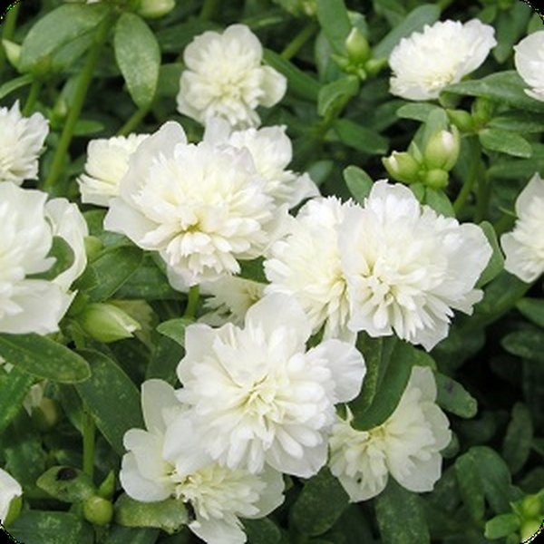 Double Purslane