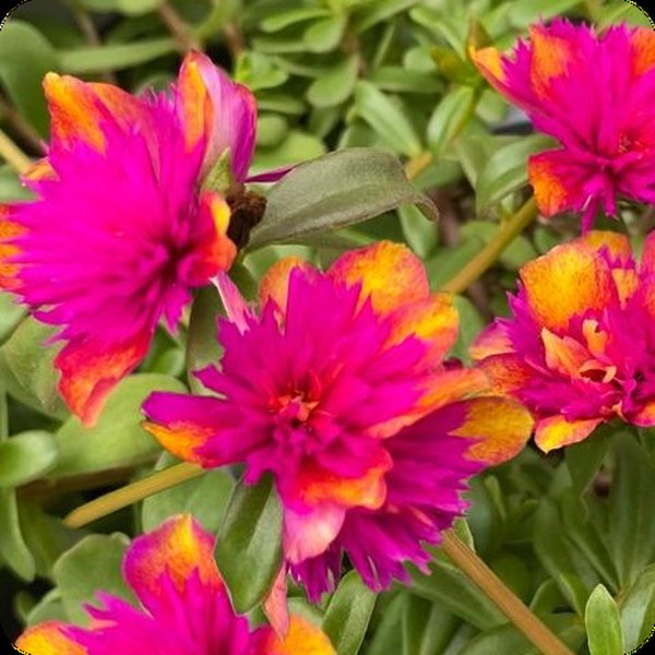 Double Purslane