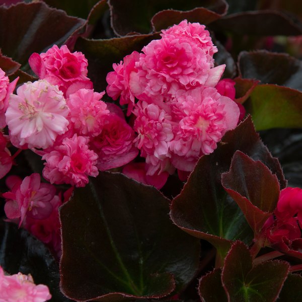 Doublet Begonia