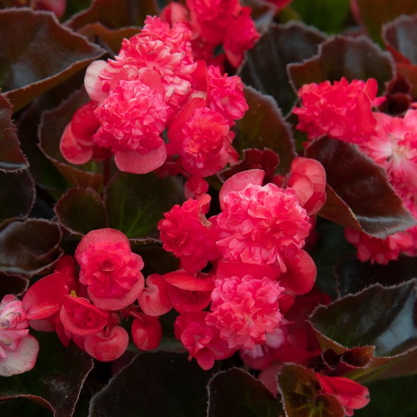 Red Doublet Begonia