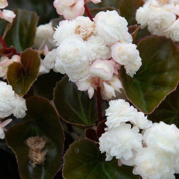 White Doublet Begonia