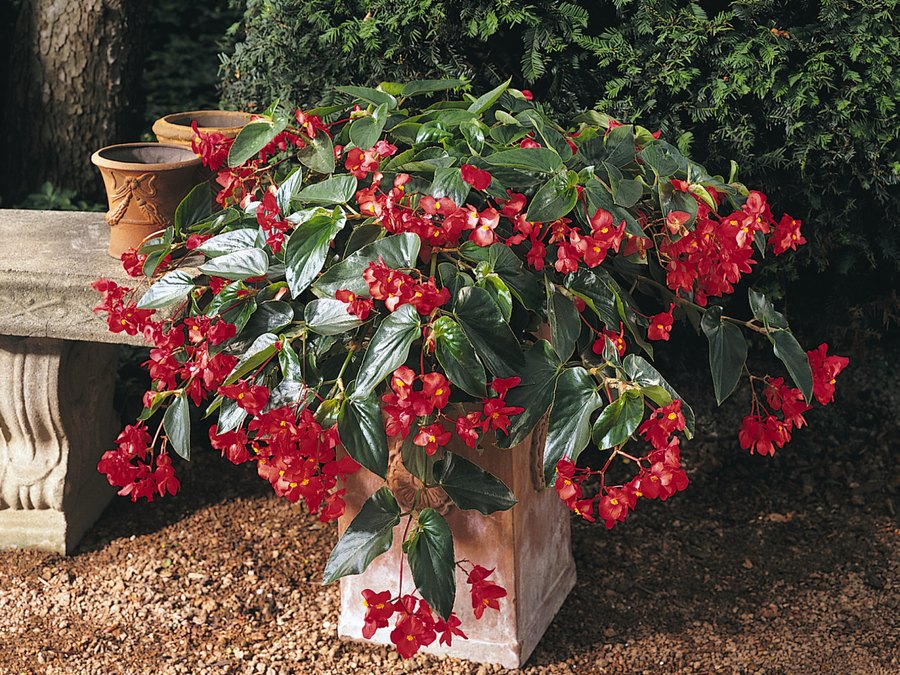 DragonWing Begonia