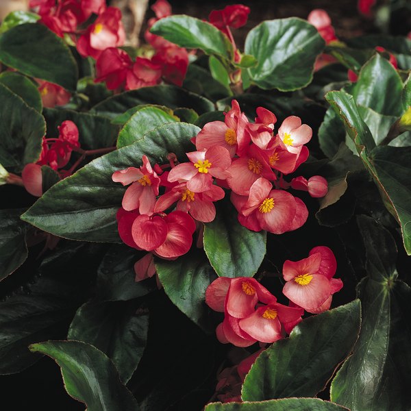 Pink Green Leaf DragonWing Begonia