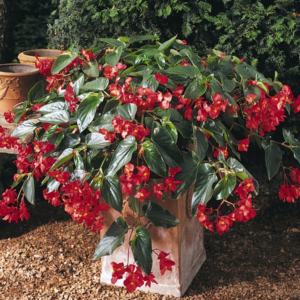 Red Green Leaf DragonWing Begonia