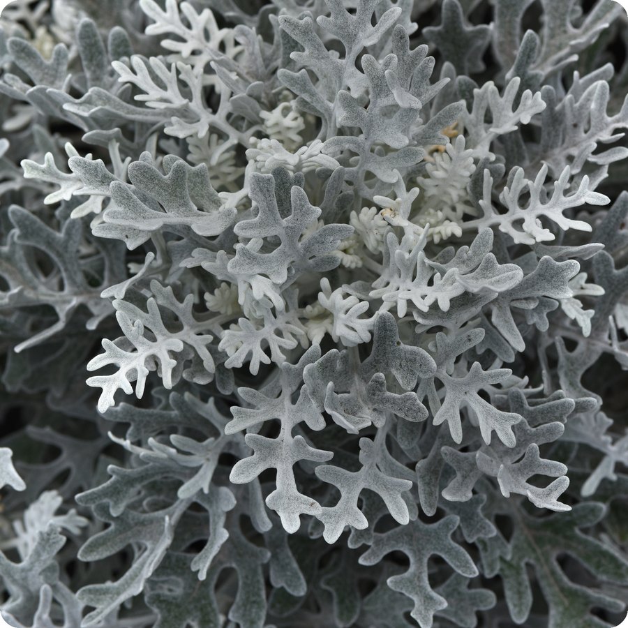 Dusty Miller