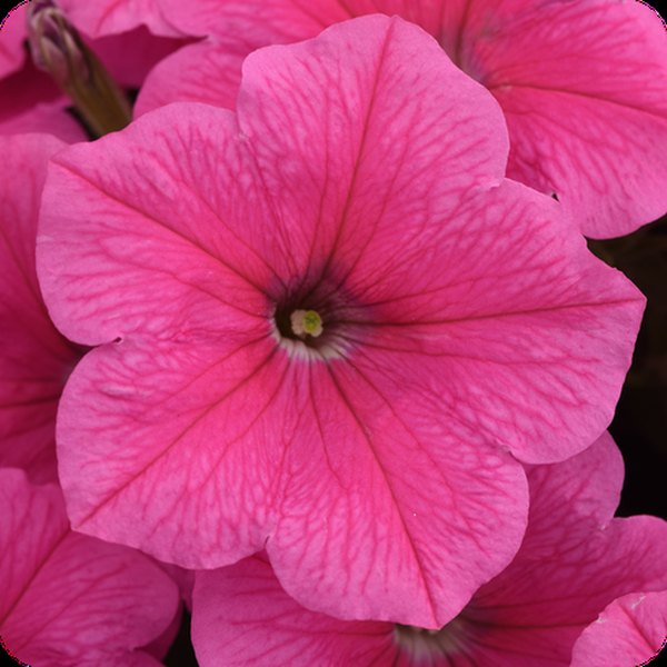 Pink Cosmo E3 Easy Wave Petunias