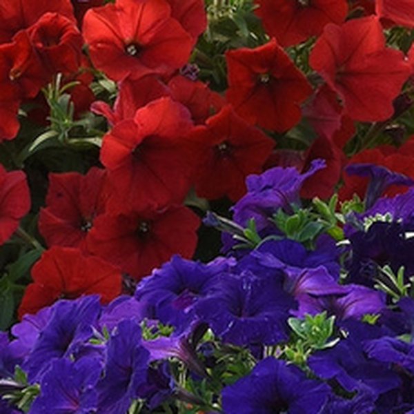 Red Easy Wave Petunias