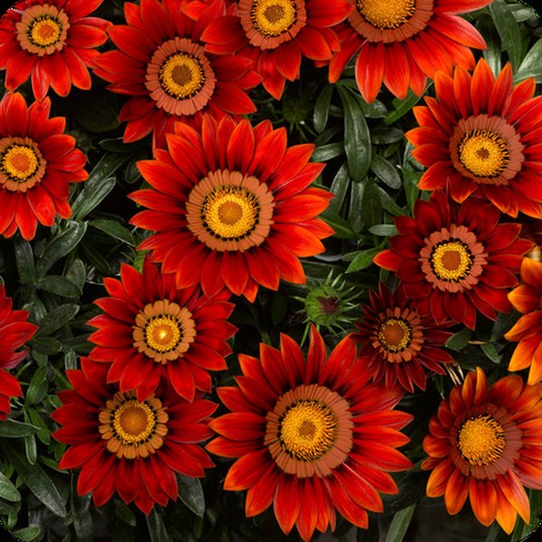 Red Big Kiss Gazania