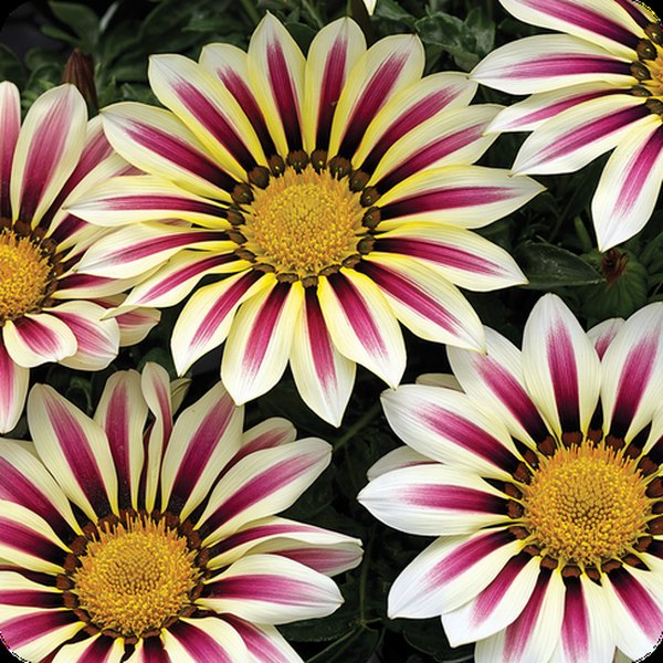 White Flame Big Kiss Gazania