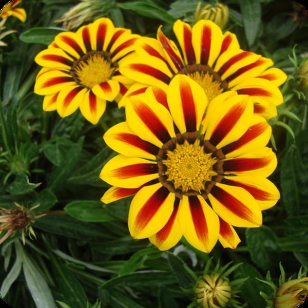 Yellow Flame Big Kiss Gazania