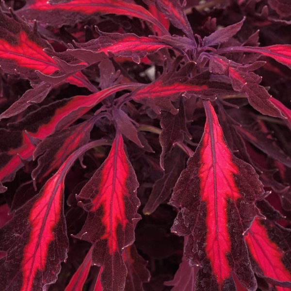 FlameThrower Coleus