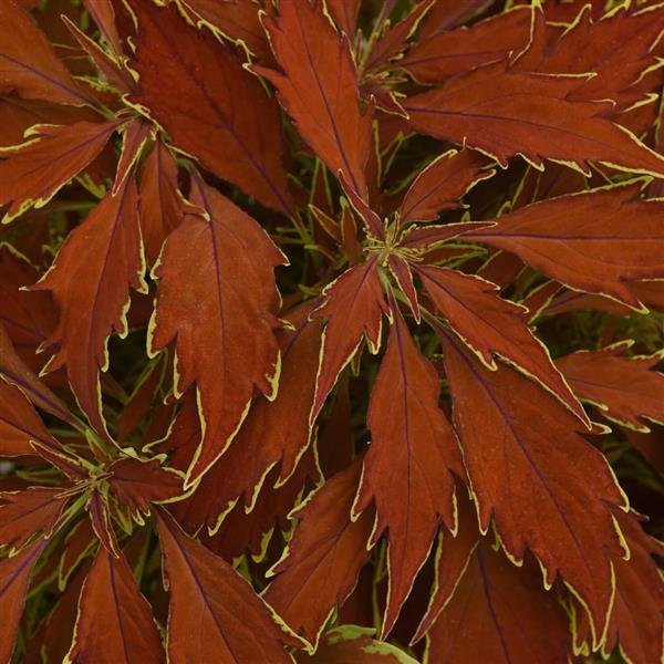 FlameThrower Coleus