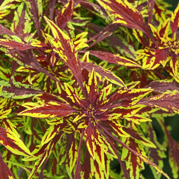 Chipotle FlameThrower Coleus