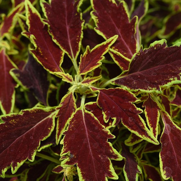 Serrano FlameThrower Coleus