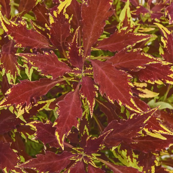 Sriracha FlameThrower Coleus