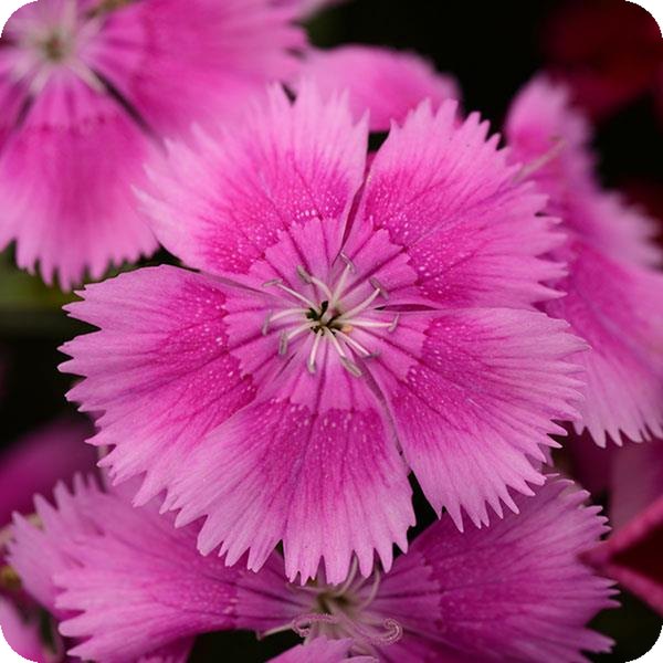 Lilac Floral Lace Dianthus