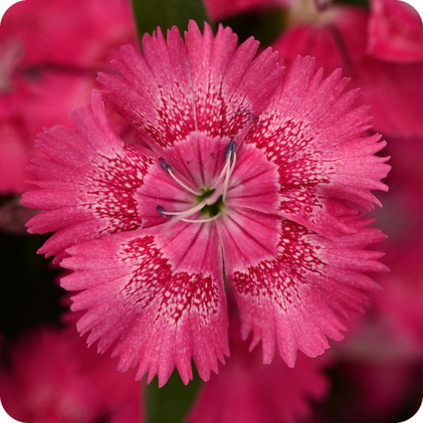 True Rose Floral Lace Dianthus