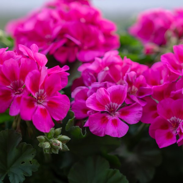 Savannah Geraniums