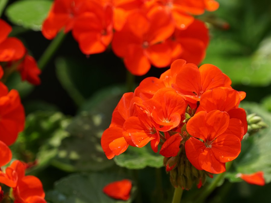 Savannah Geraniums