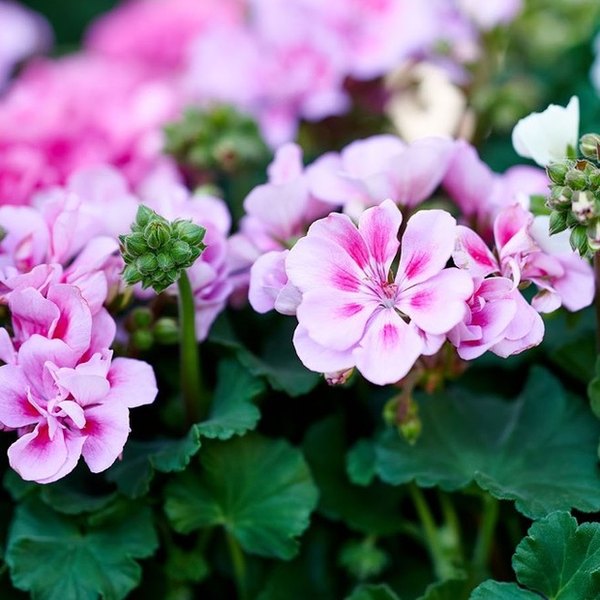 Lavender Splash Savannah Geraniums