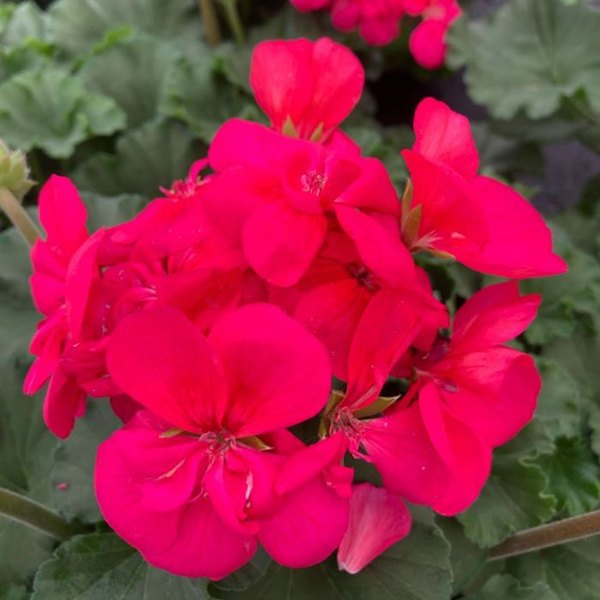 Neon Savannah Geraniums