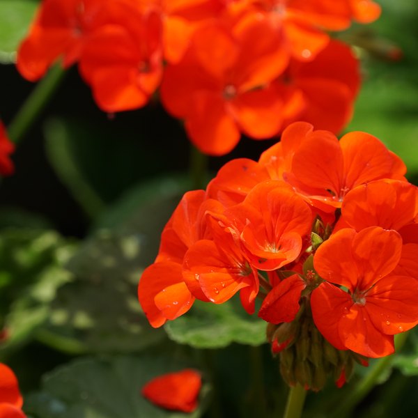 Oh So Orange Savannah Geraniums