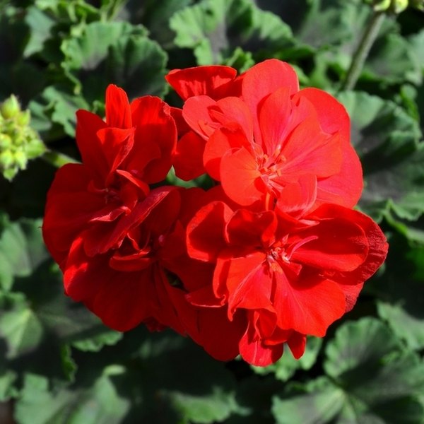 Red Savannah Geraniums