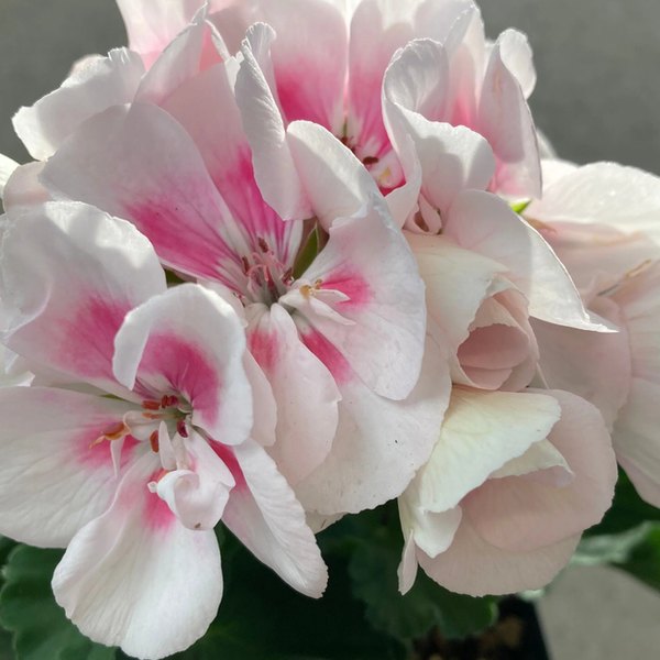 White Splash Savannah Geraniums