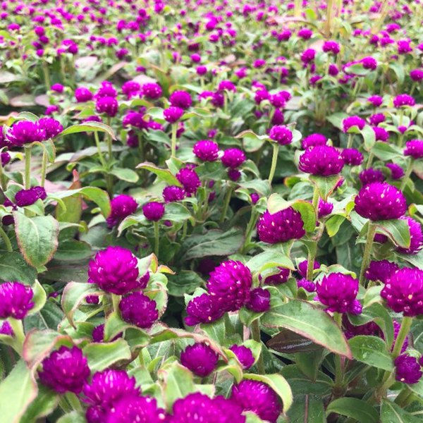 Gomphrena and Melampodium