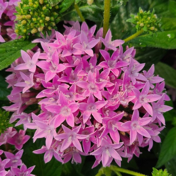 Pink Lavender Graffiti 20/20 Pentas