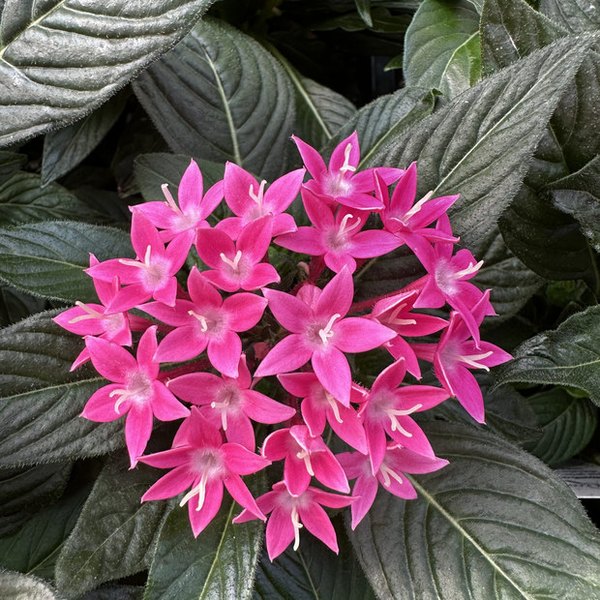 True Pink Graffiti 20/20 Pentas