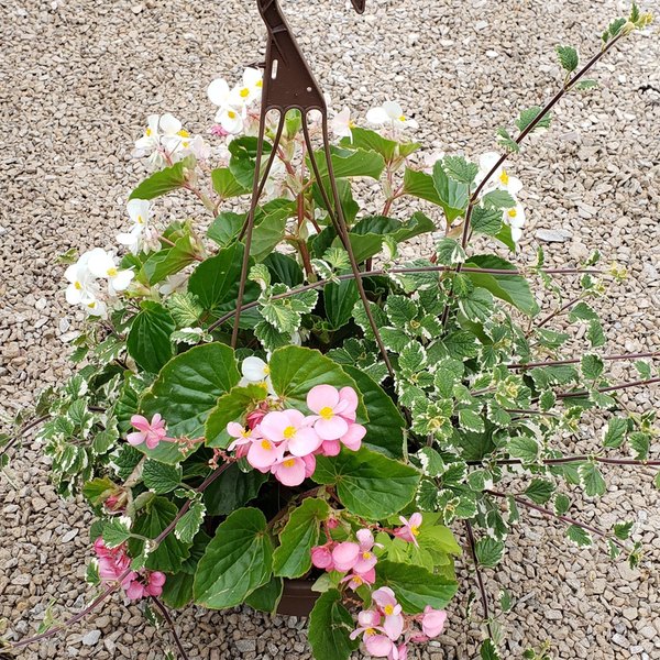 Begonia Basket Hanging Baskets