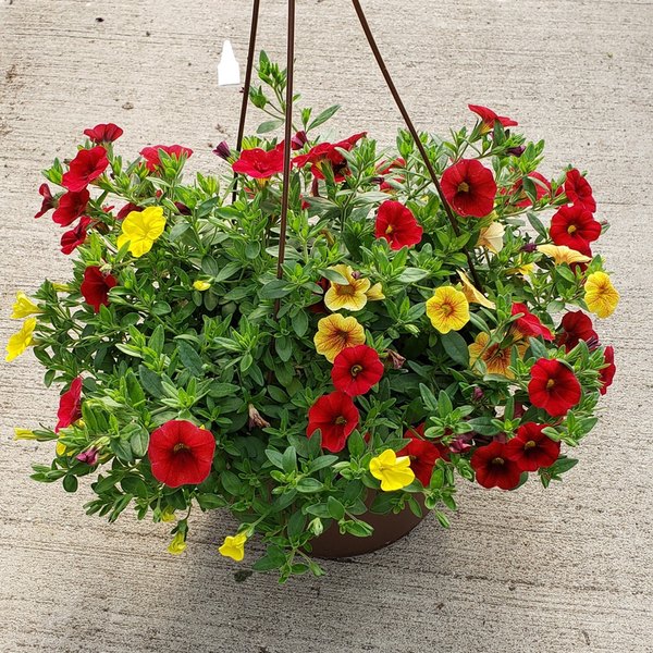 Calibrachoa Basket Hanging Baskets