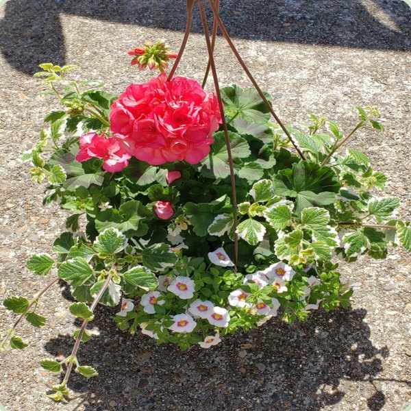 Geranium Mix Hanging Baskets