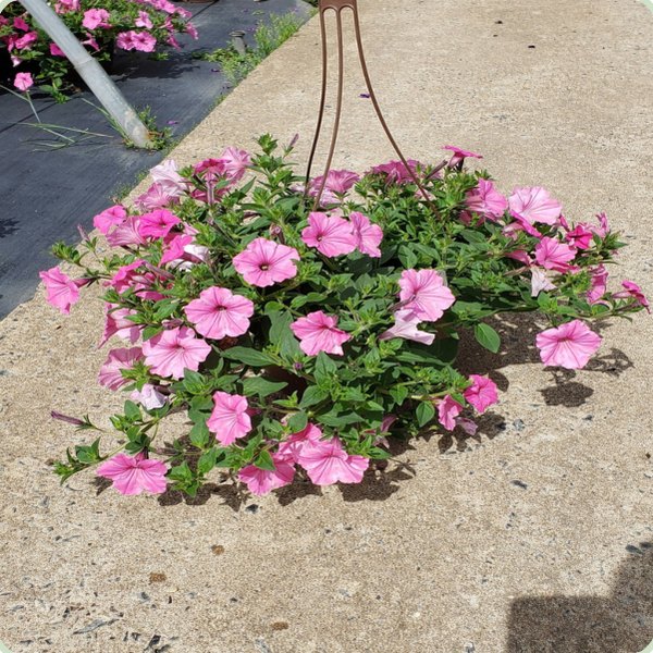 Petunia Basket Hanging Baskets