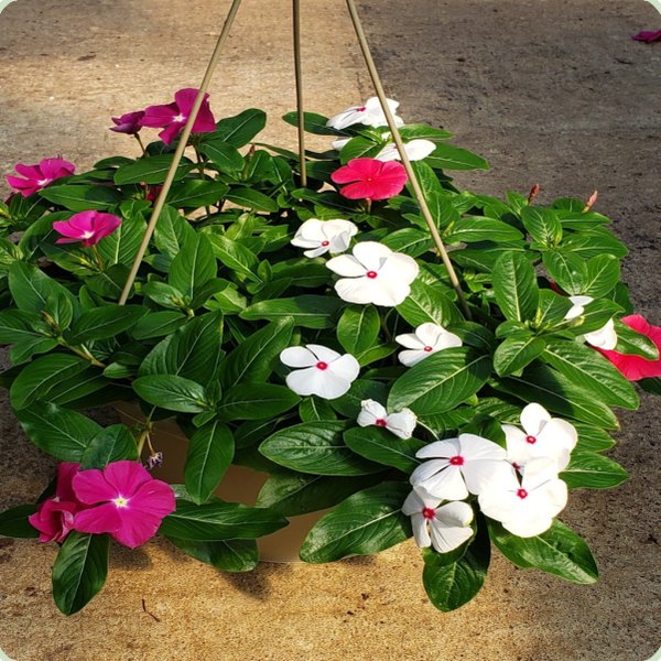 Vinca Basket Hanging Baskets